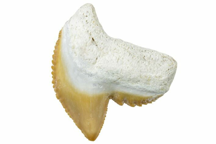 Fossil Tiger Shark (Galeocerdo) Tooth - Bone Valley, Florida #299585